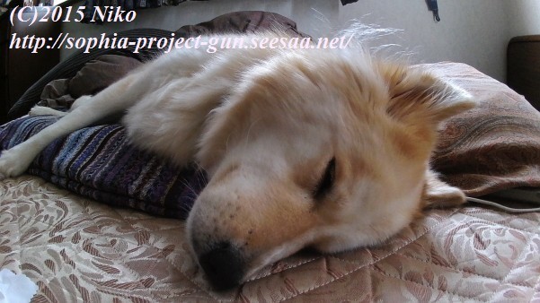 S1010002射撃.jpg