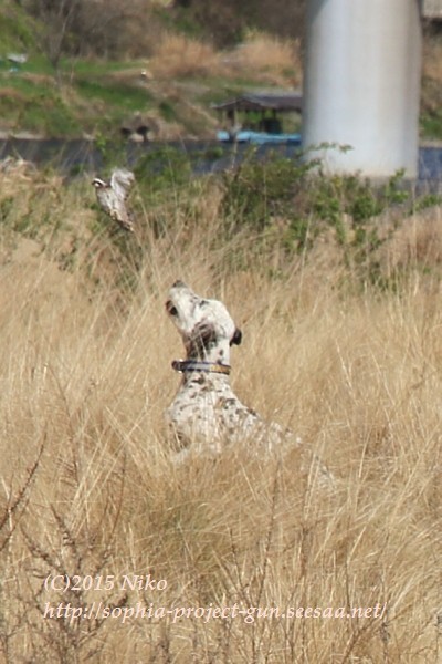 IMG_5578射撃.jpg