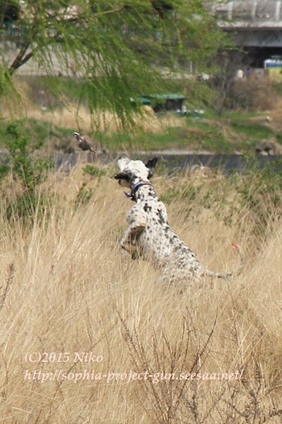 IMG_5579射撃.jpg